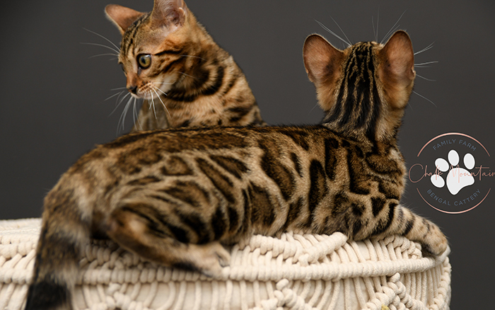 Bengal kitten for sale